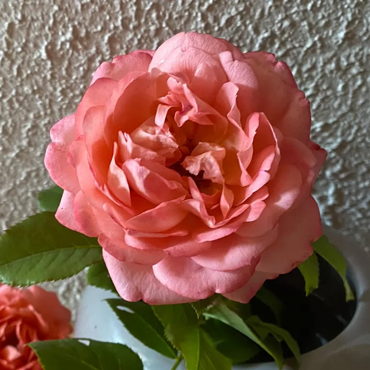Une rose corail du jardin de Samira, dans un petit vase blanc